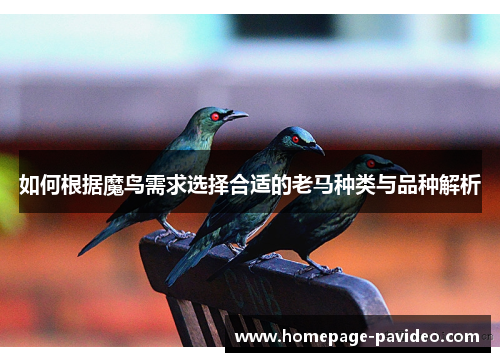 如何根据魔鸟需求选择合适的老马种类与品种解析